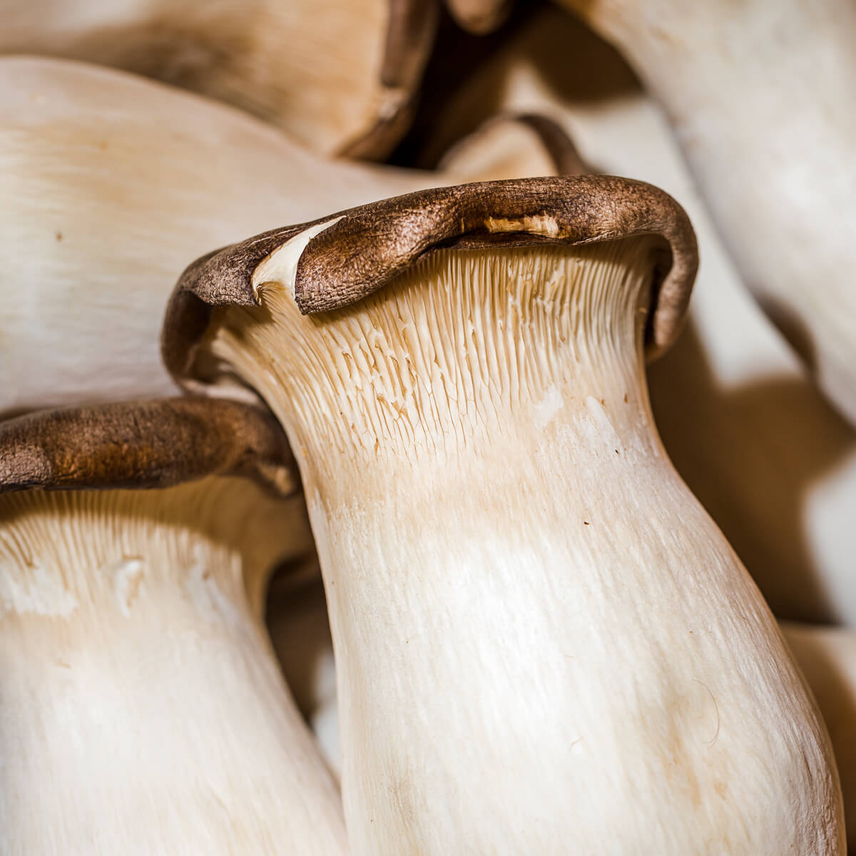 Connection Between Your Gut and Brain: Why Personalised Nutrition Matters